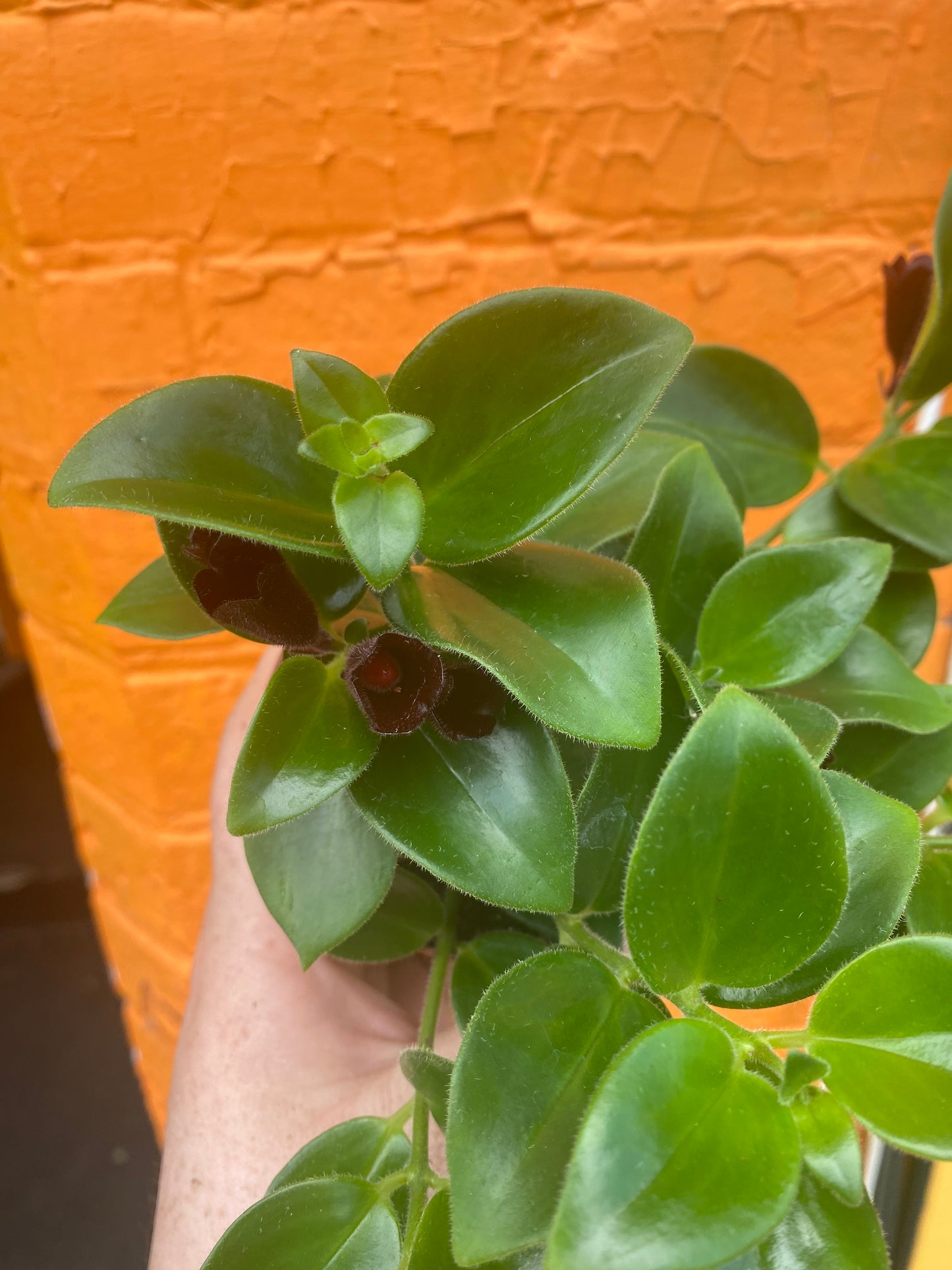 3.5” Aeschynanthus Mona Lisa