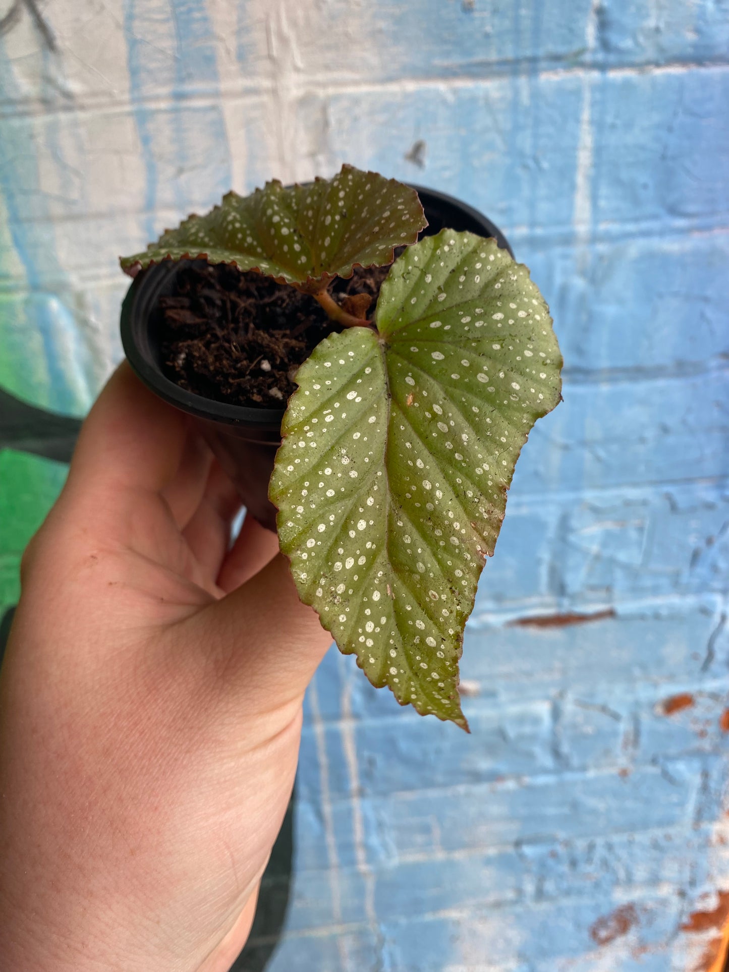 3.5" Begonia leucerna Plantlet
