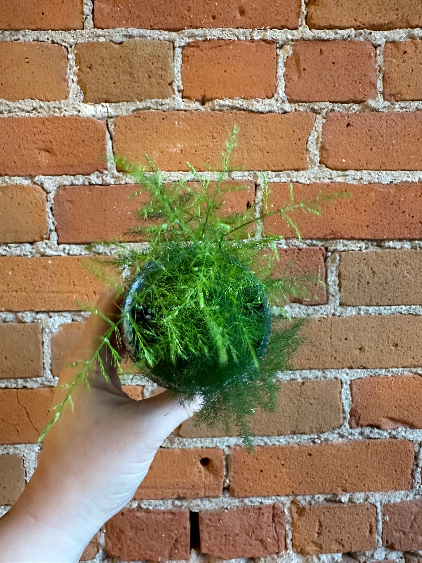 3.5" Asparagus Plumosa Fern