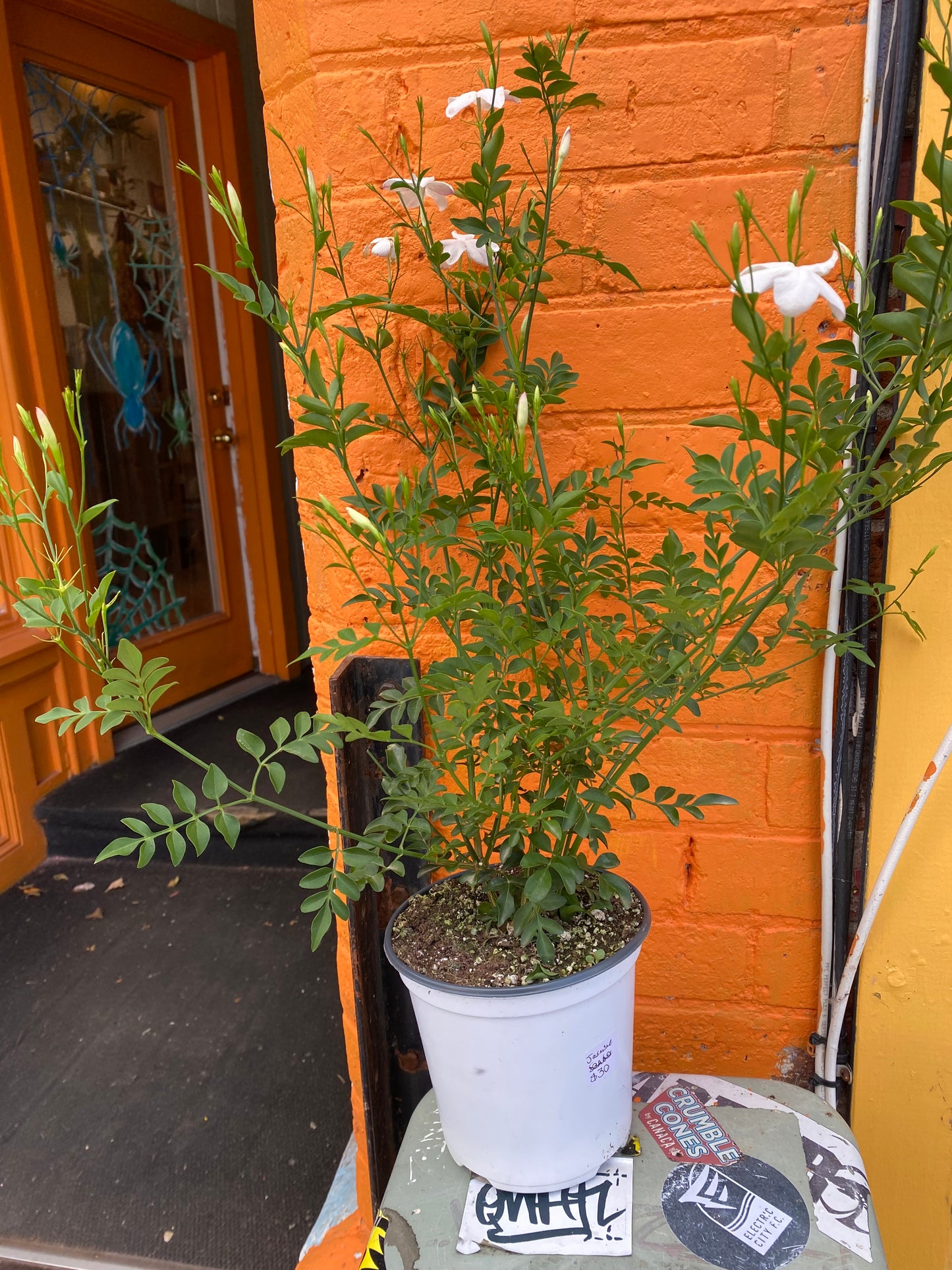 6'' Upright Jasmine