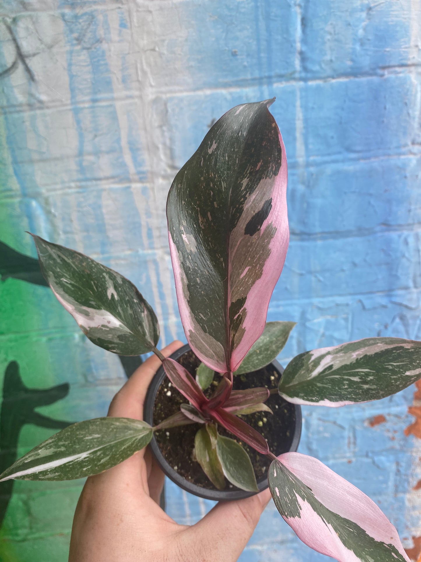 3.5" Philodendron Pink Princess