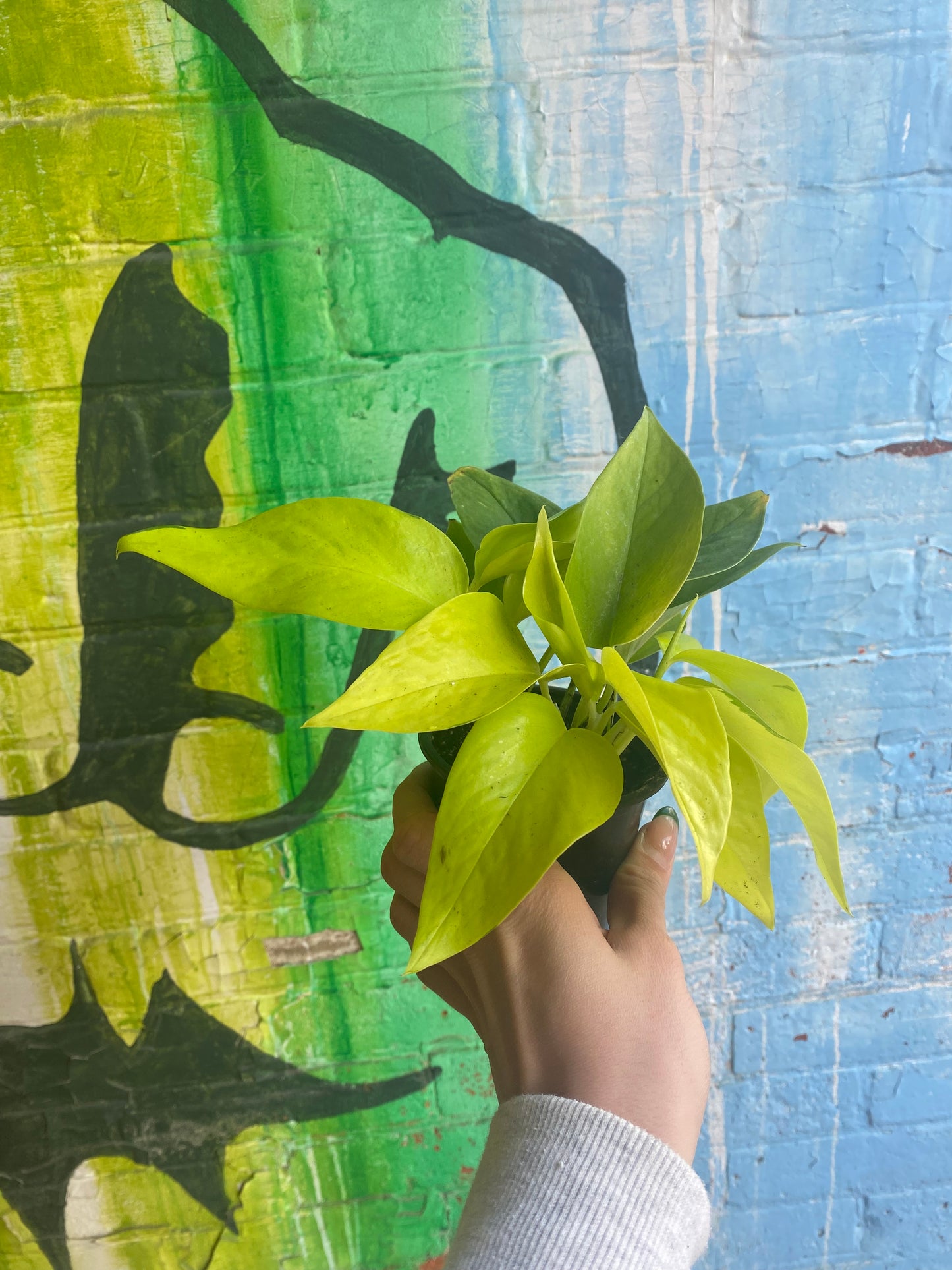 3.5" Pothos Neon