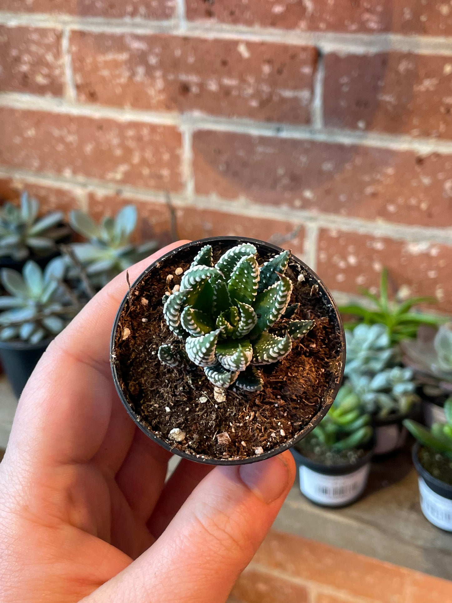 2.5" Haworthiopsis reinwardtii