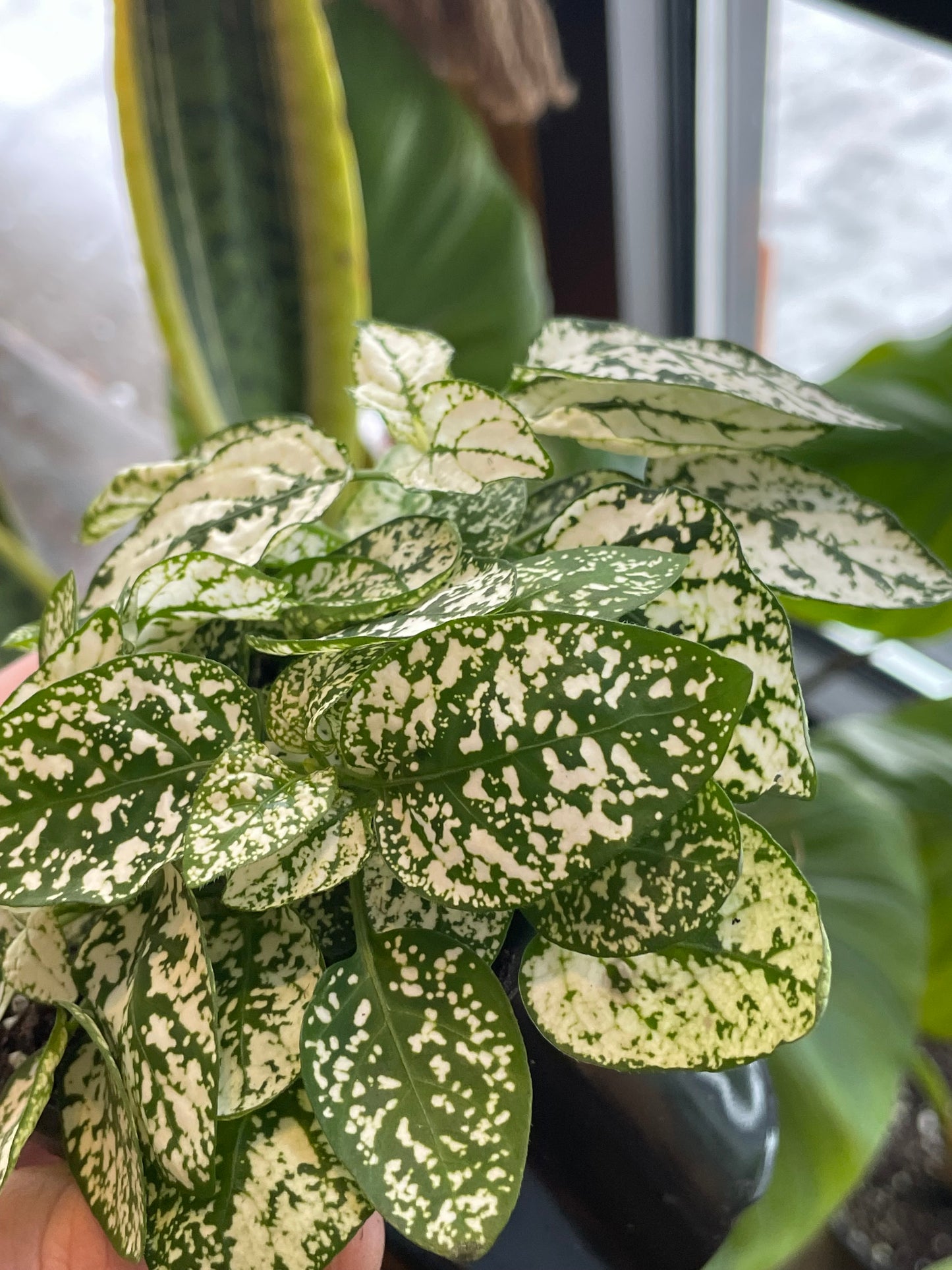 3.5" Polka Dot Plant | White