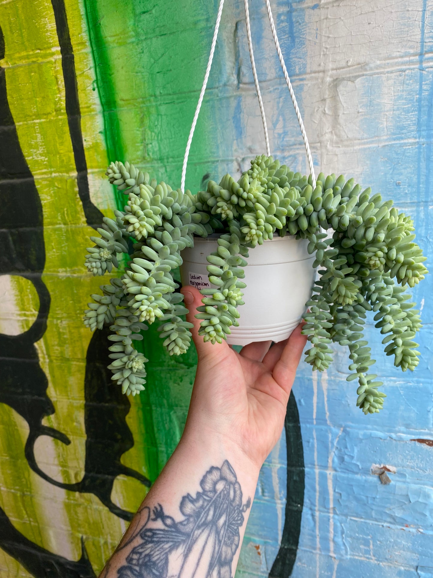 6" Sedum morganium Burrito Hanging Basket