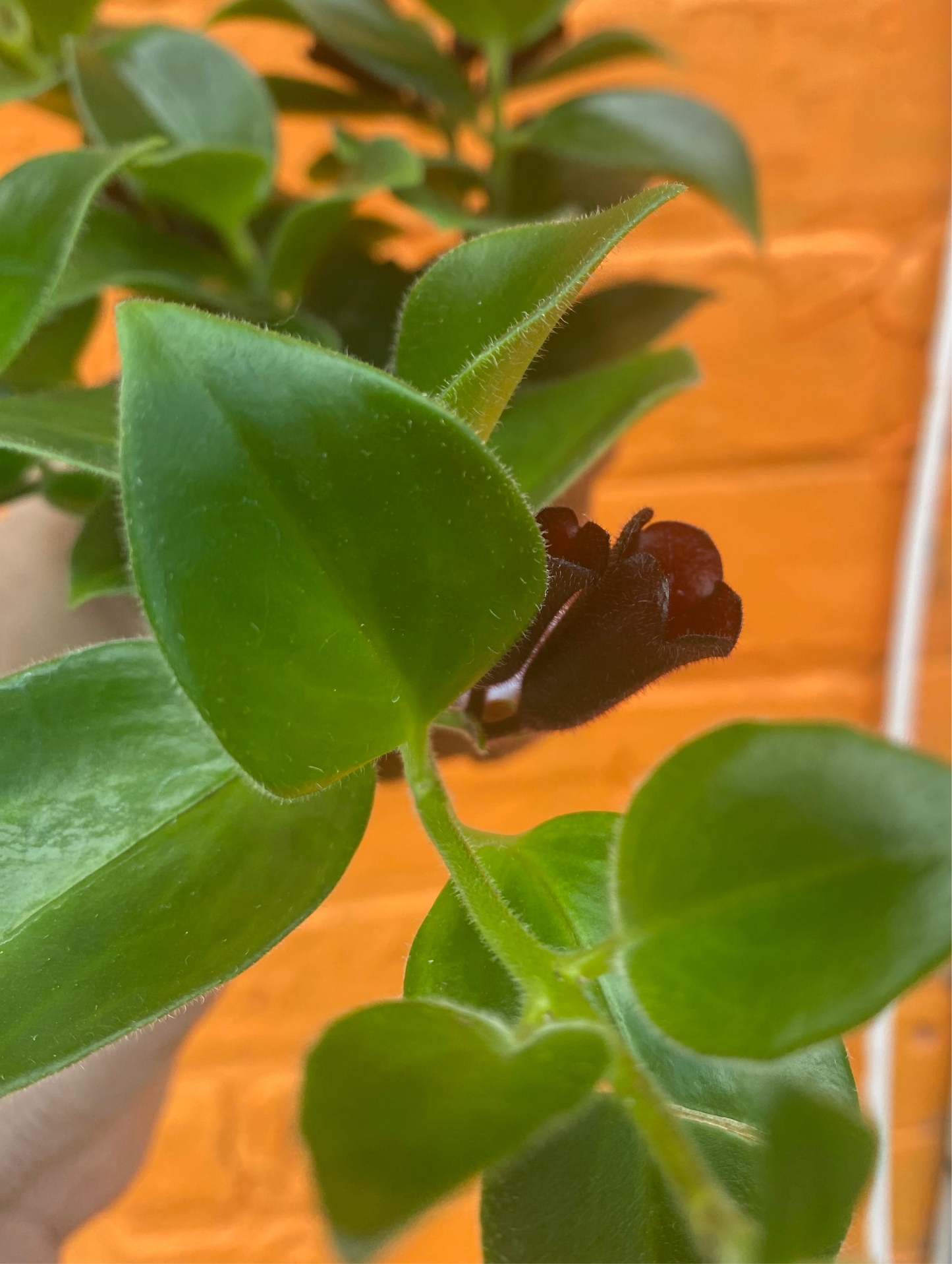 3.5” Aeschynanthus Mona Lisa