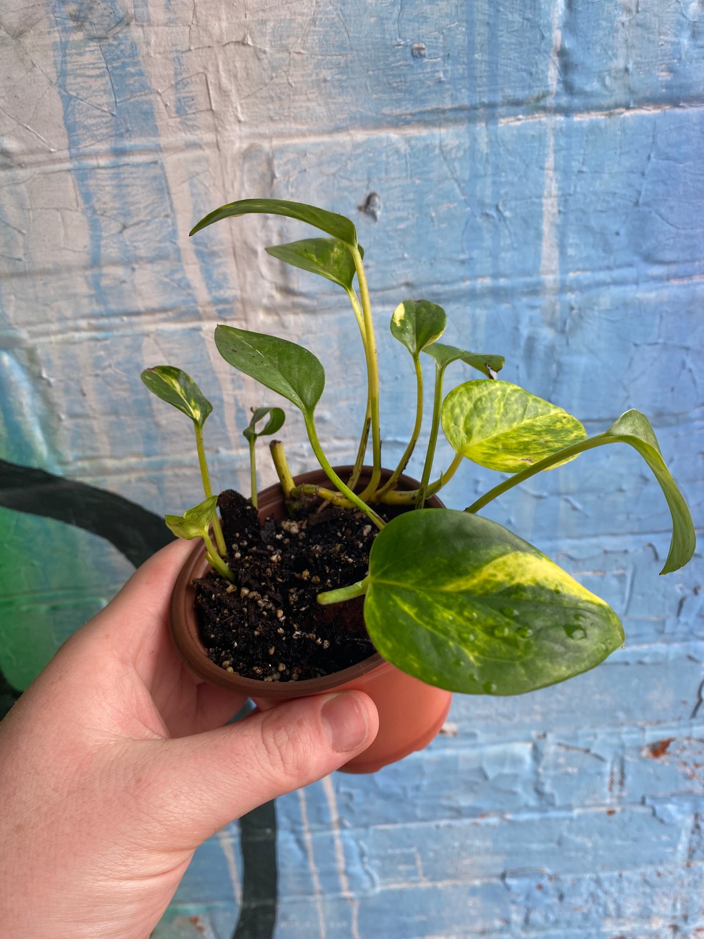 3.5" Hawaiian Pothos