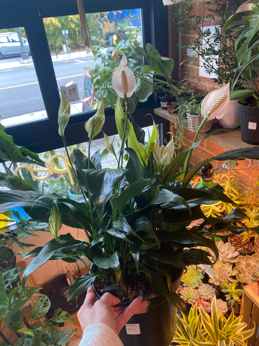 8" Peace Lily | Spathiphyllum