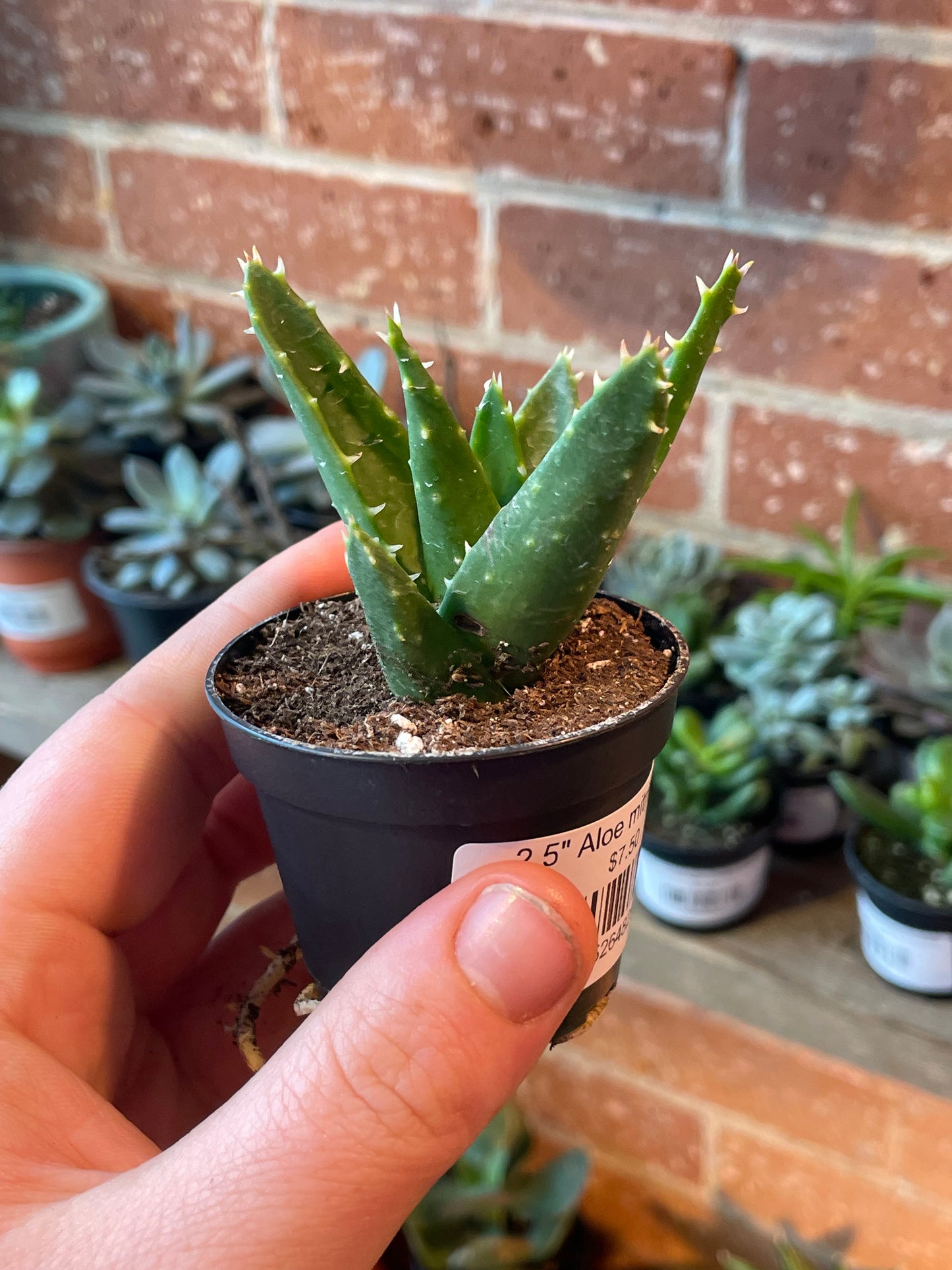 2.5" Aloe mitriformis
