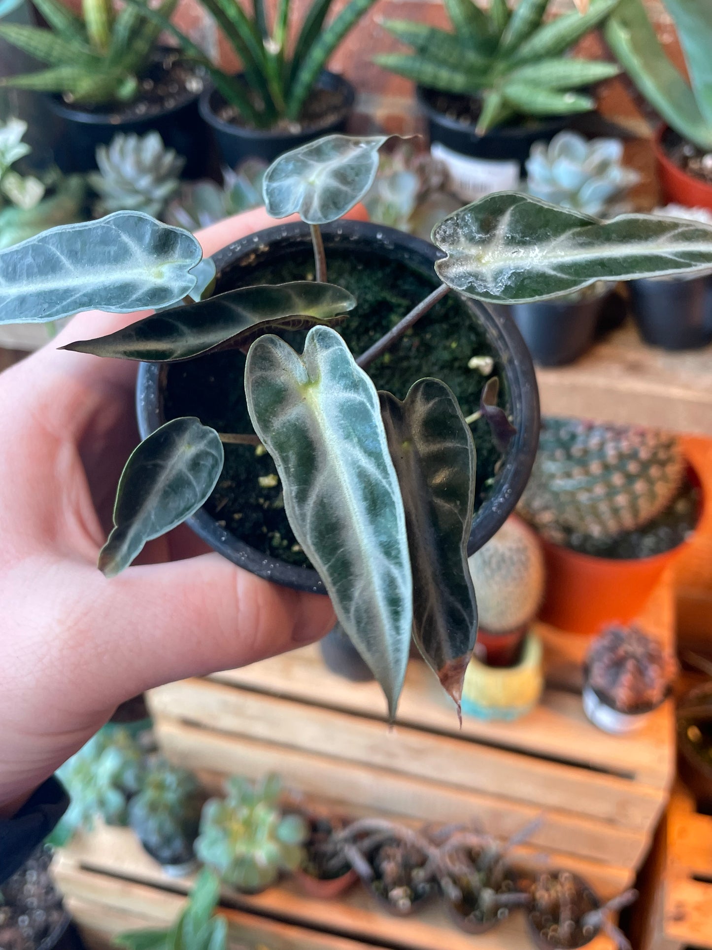 3.5 Alocasia Bambino