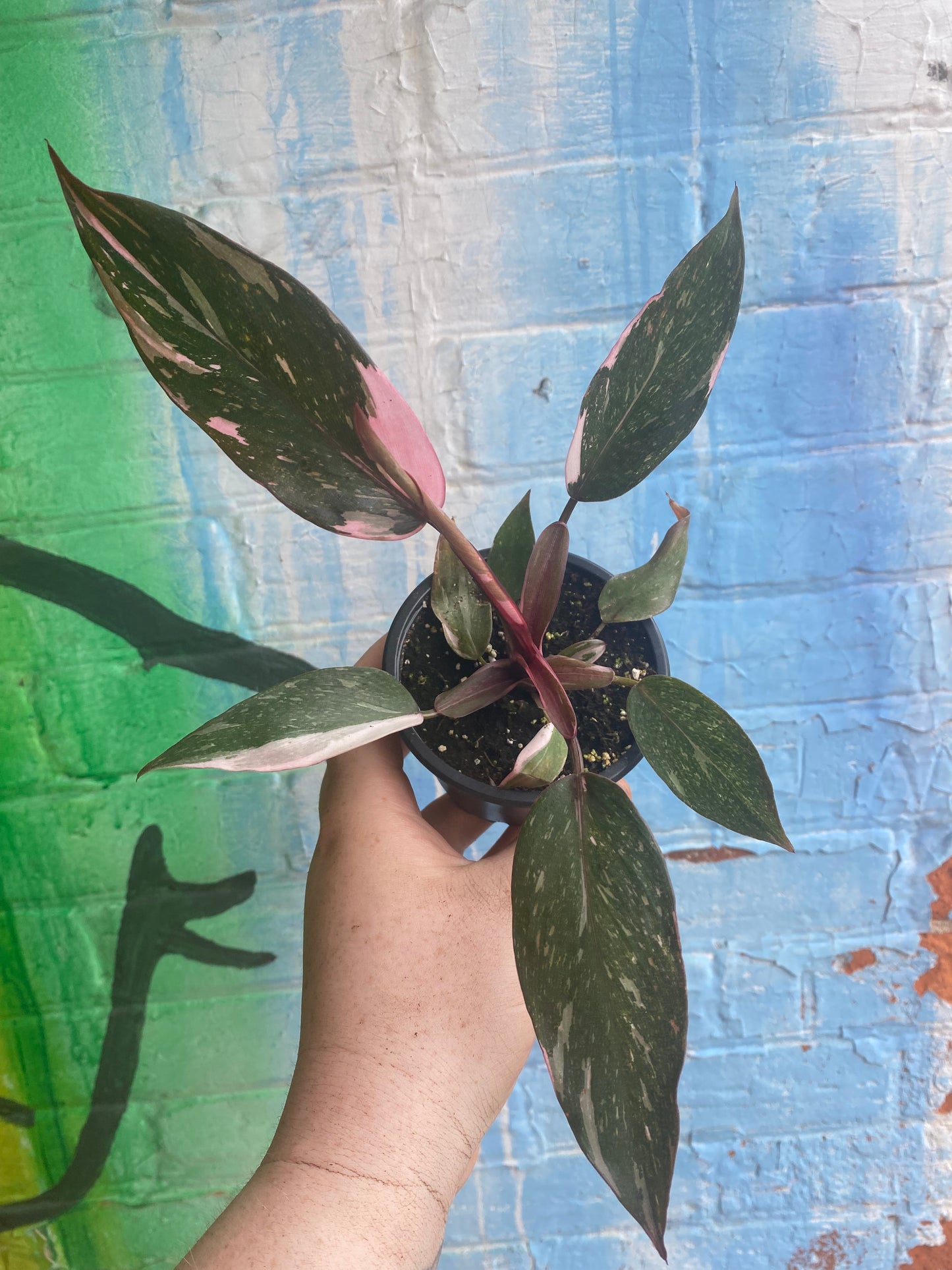 3.5" Philodendron Pink Princess