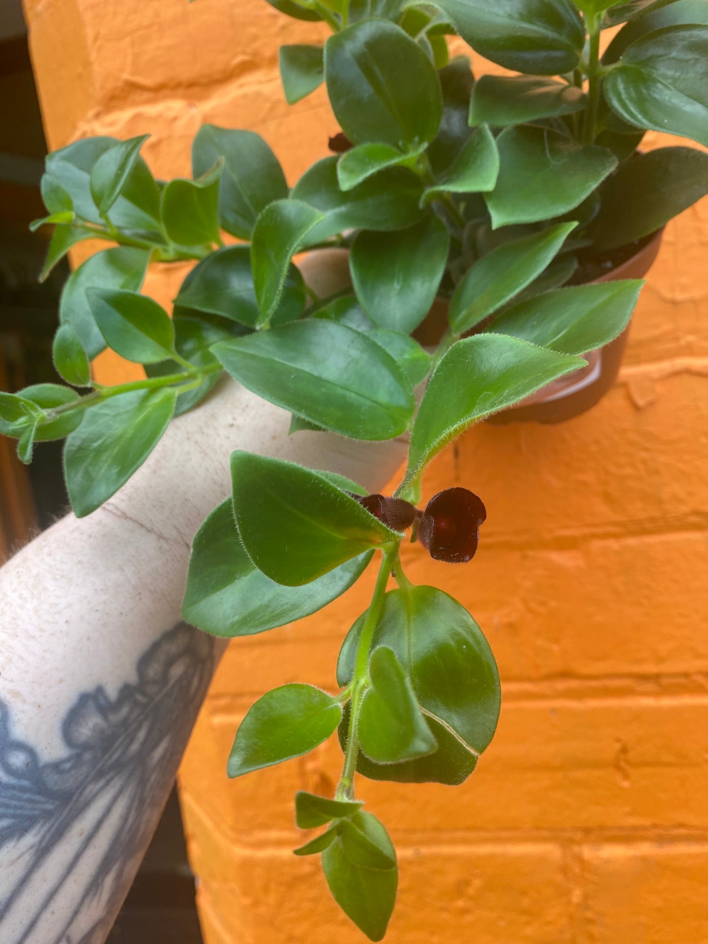3.5” Aeschynanthus Mona Lisa
