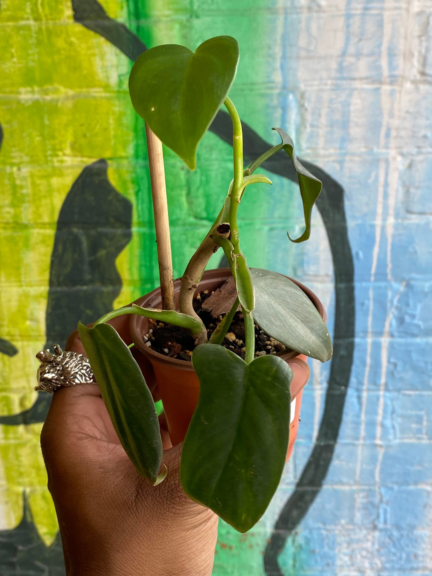 3.5" Philodendron Silver Sword (TAC)