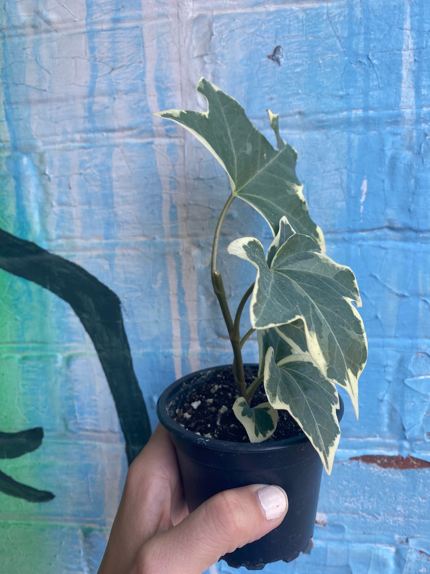 4" Fatshedera Angyo Star