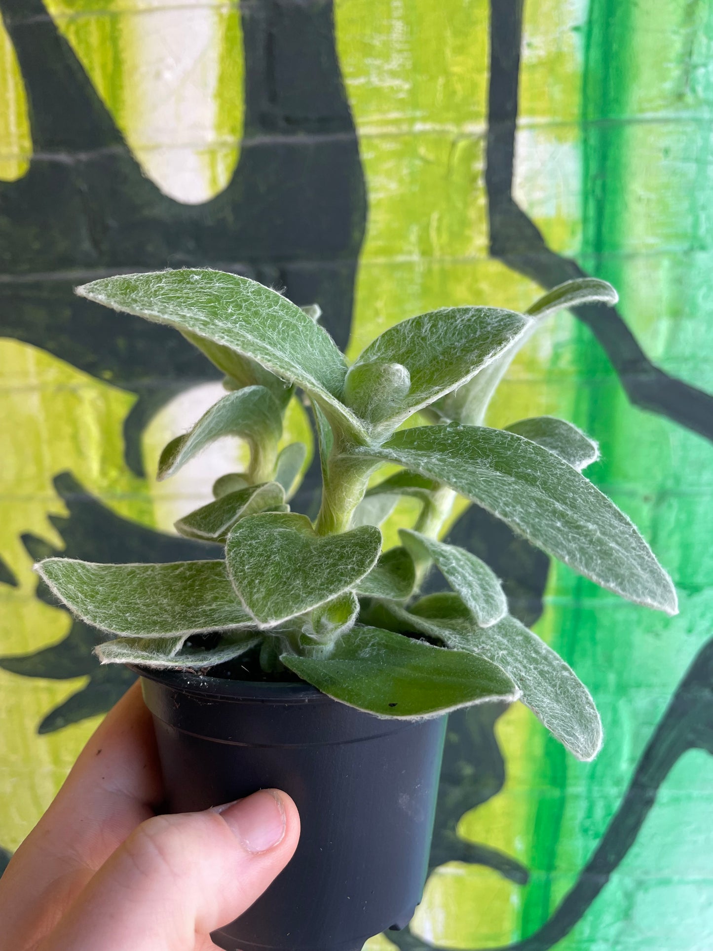 3.5" Tradescantia Sillamontana