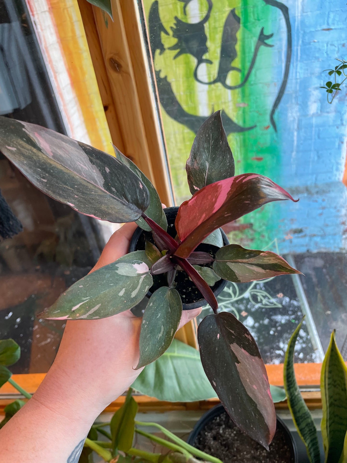 3.5" Philodendron Pink Princess