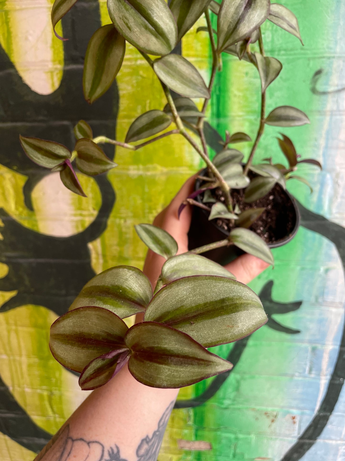 4" Tradescantia Zebrina Superba