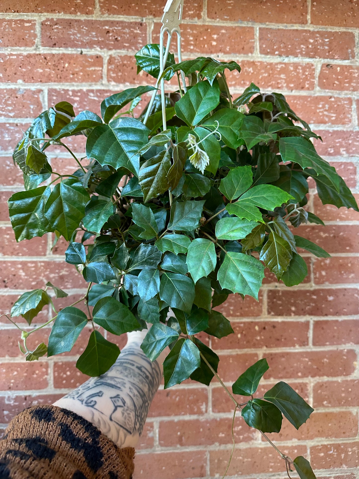 8" Grape Ivy Hanging Basket