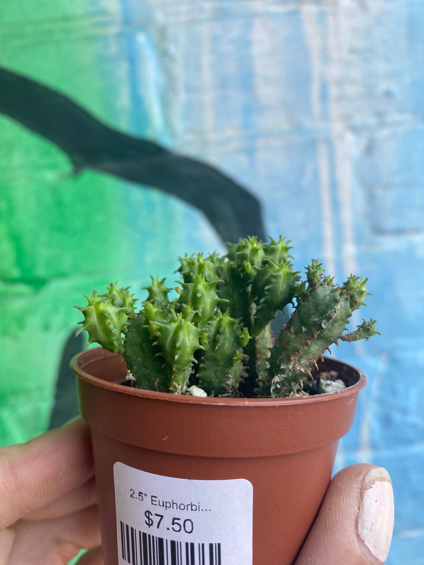 2.5” Euphorbia Mammillaris Monstrose