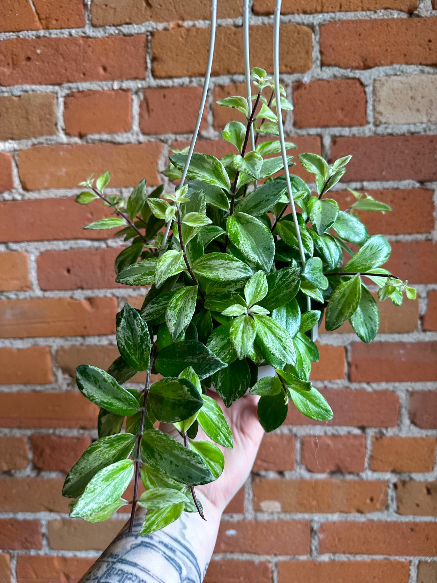 6" Variegated Lipstick Plant Hanging Basket | Aeschynanthus