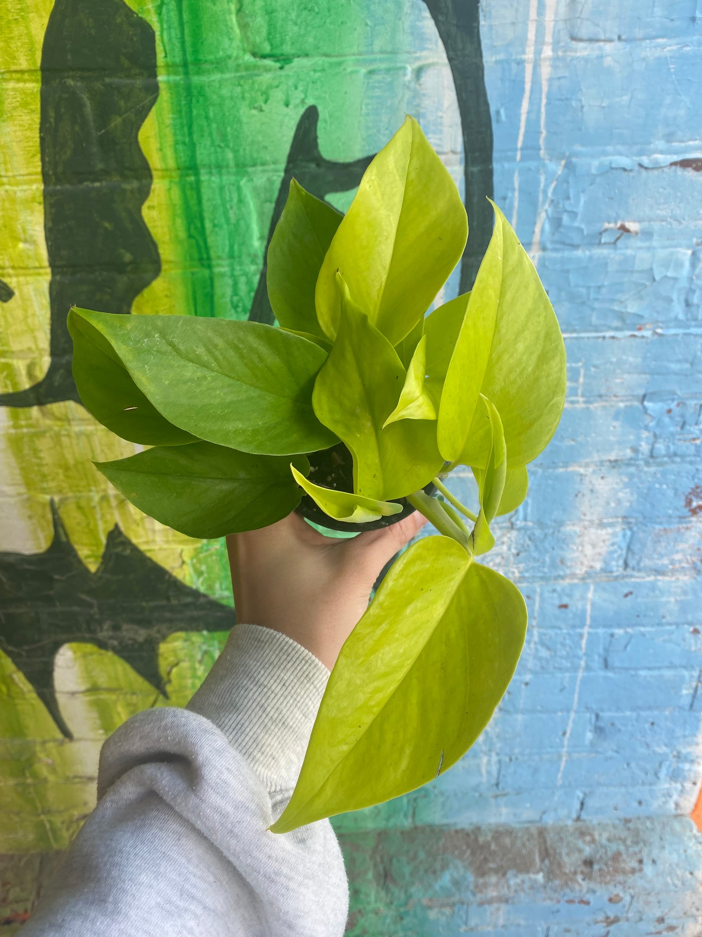 3.5" Pothos Neon