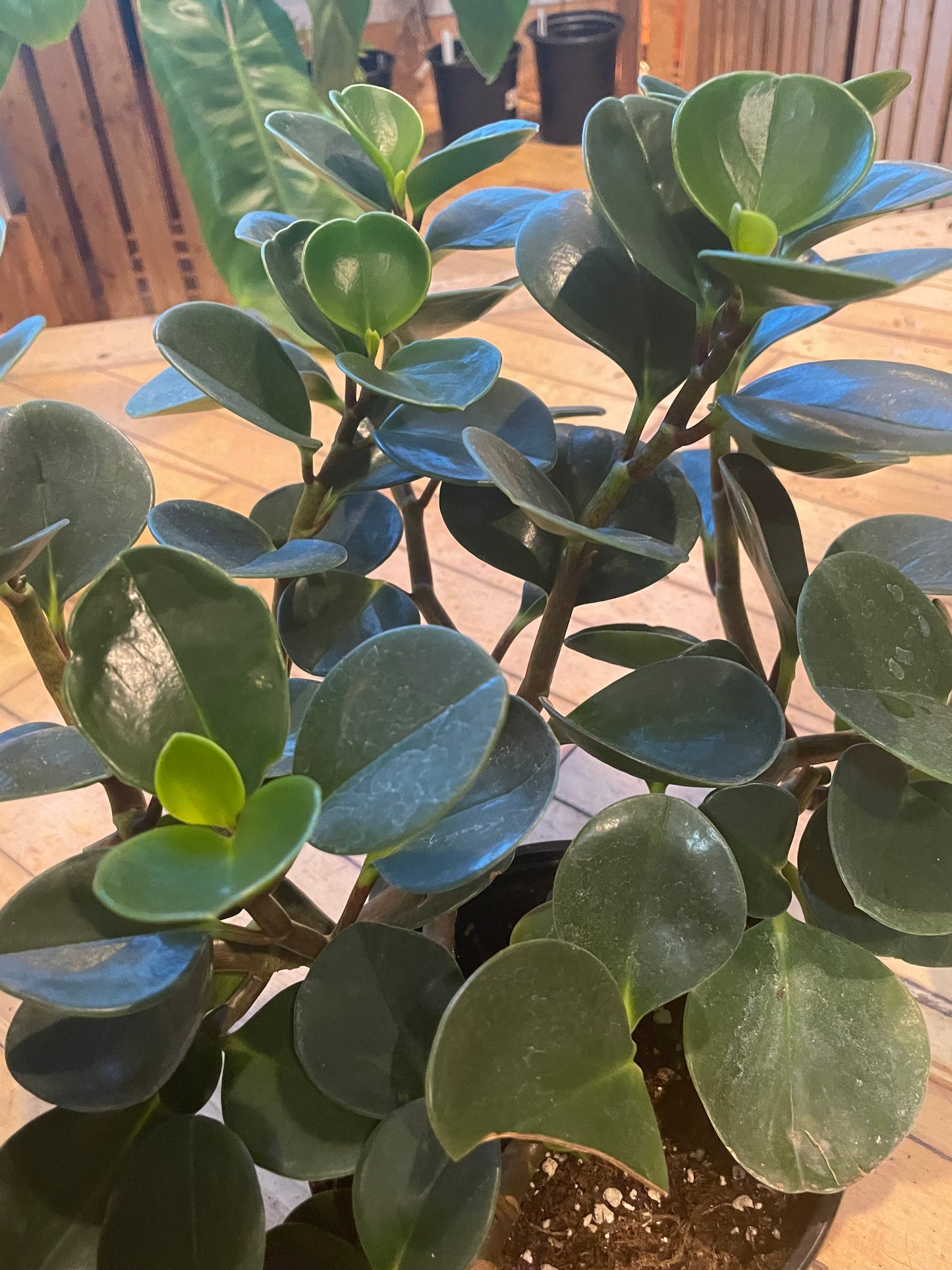 6" Peperomia Obtusifolia Green