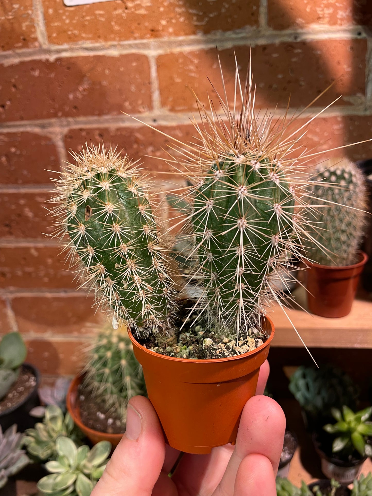 2.5” Echinocereus Cactus