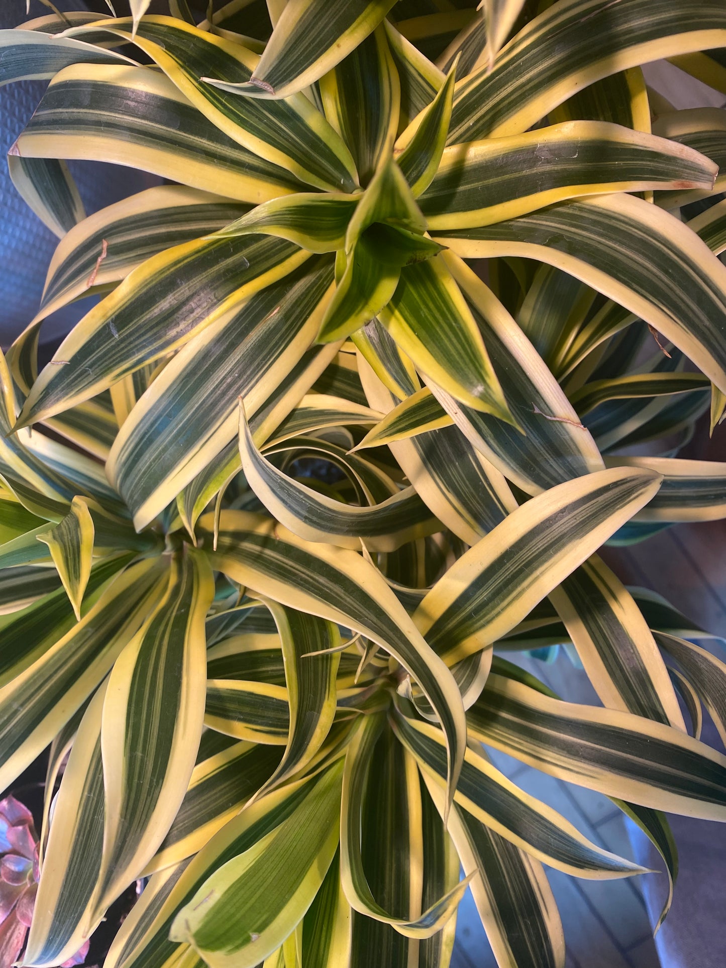 6" Song Of India | Dracaena Reflexa
