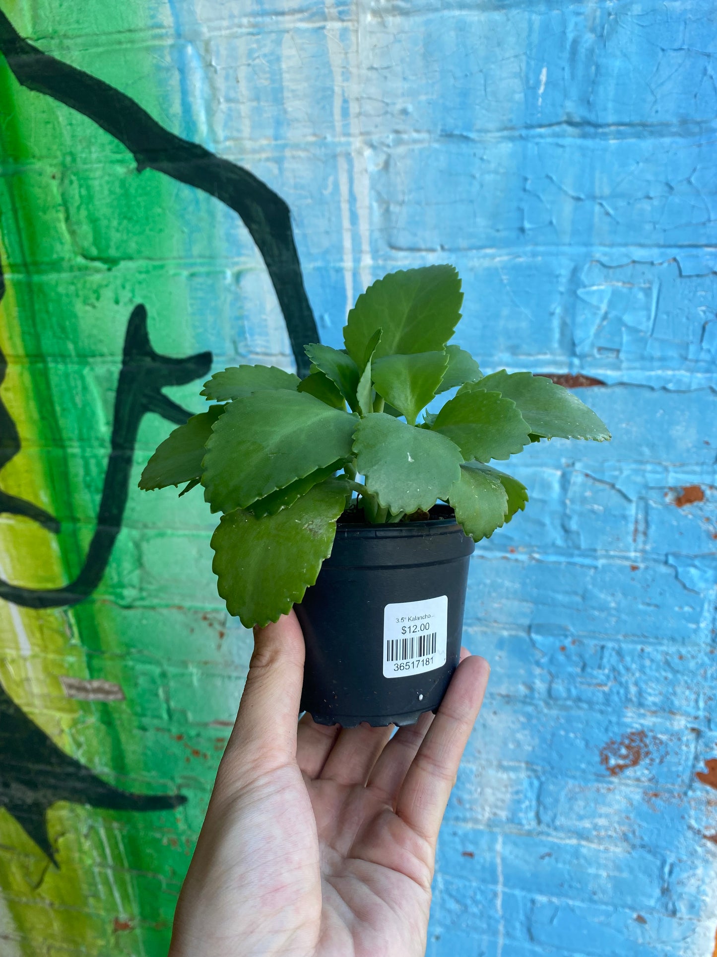 3.5" Kalanchoe Daigremontiana