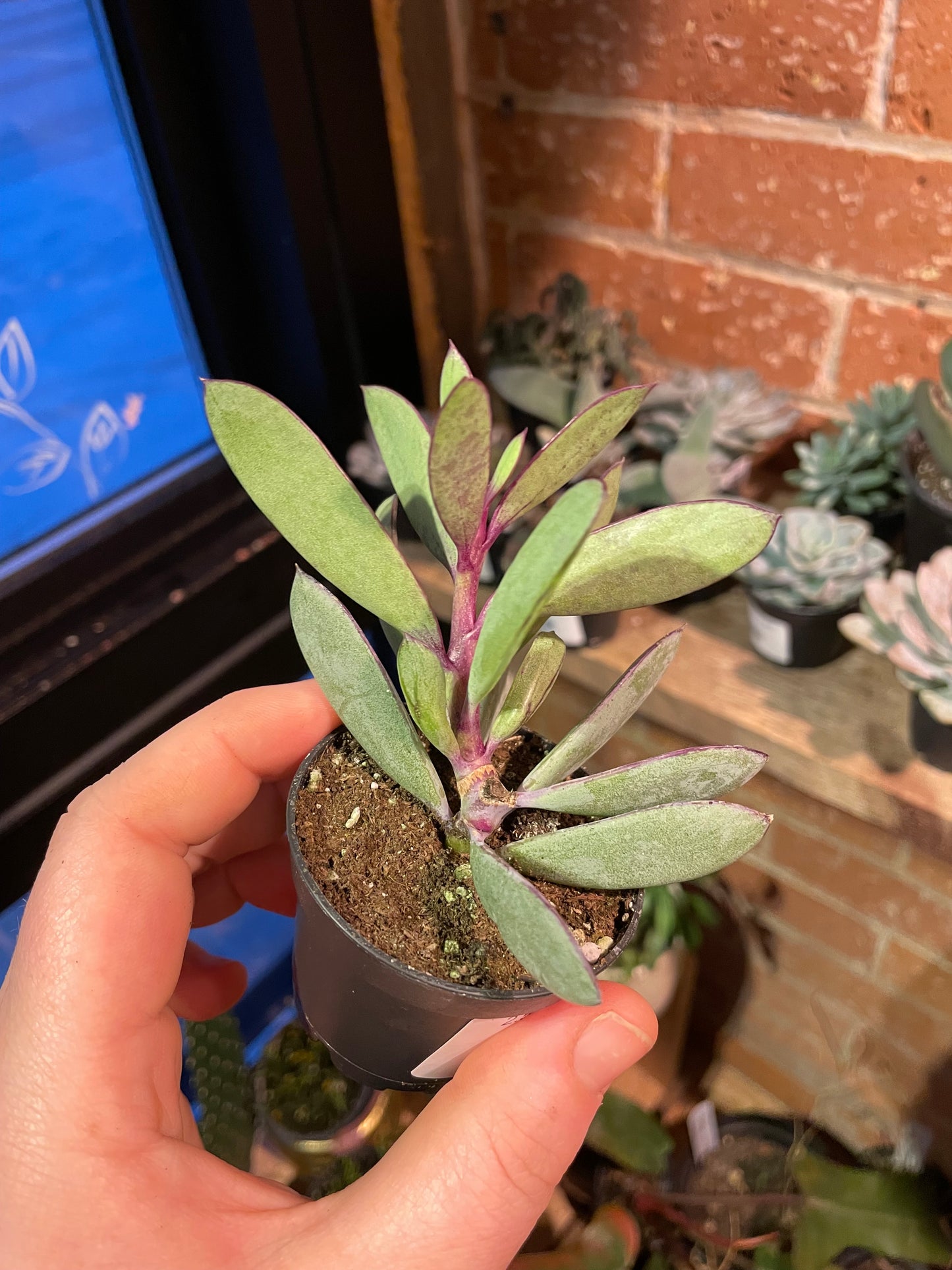 2.5" Senecio Crassissimus