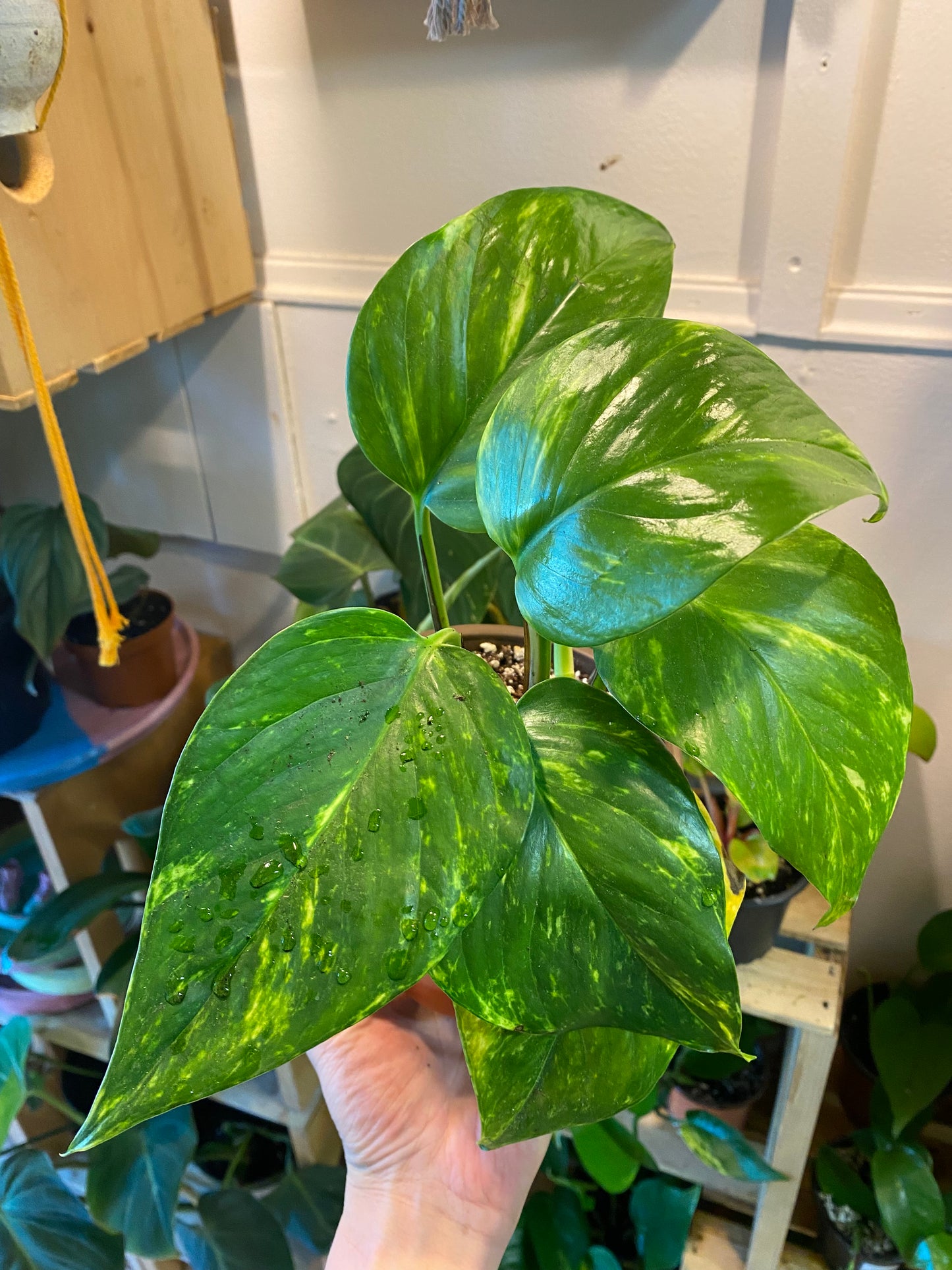 5" Hawaiian Pothos