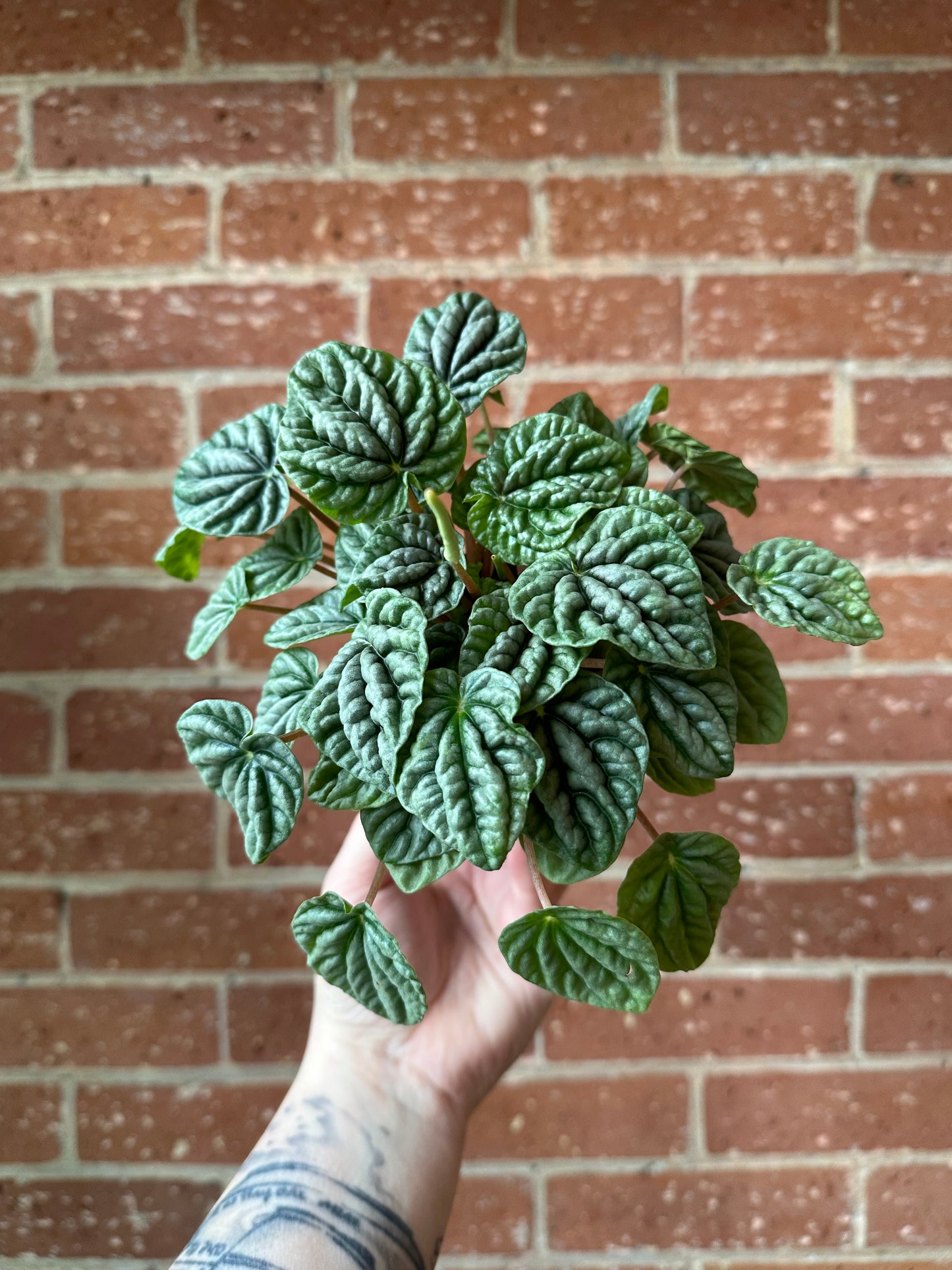 3.5" Peperomia Ripple Green