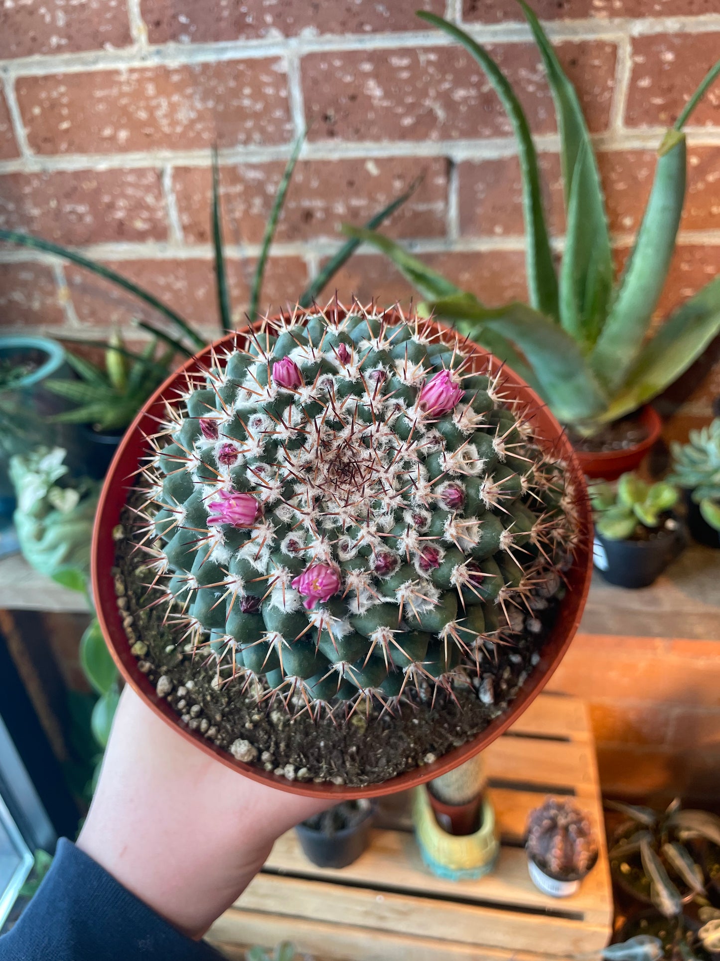 6" Mammillaria Melanocentra