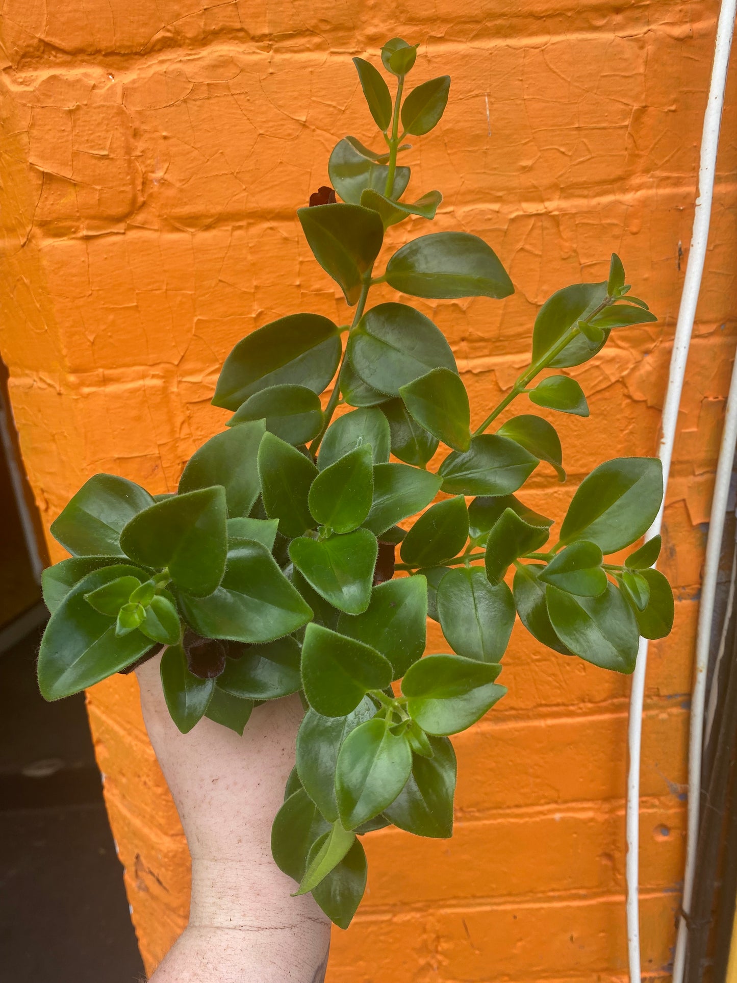 3.5” Aeschynanthus Mona Lisa