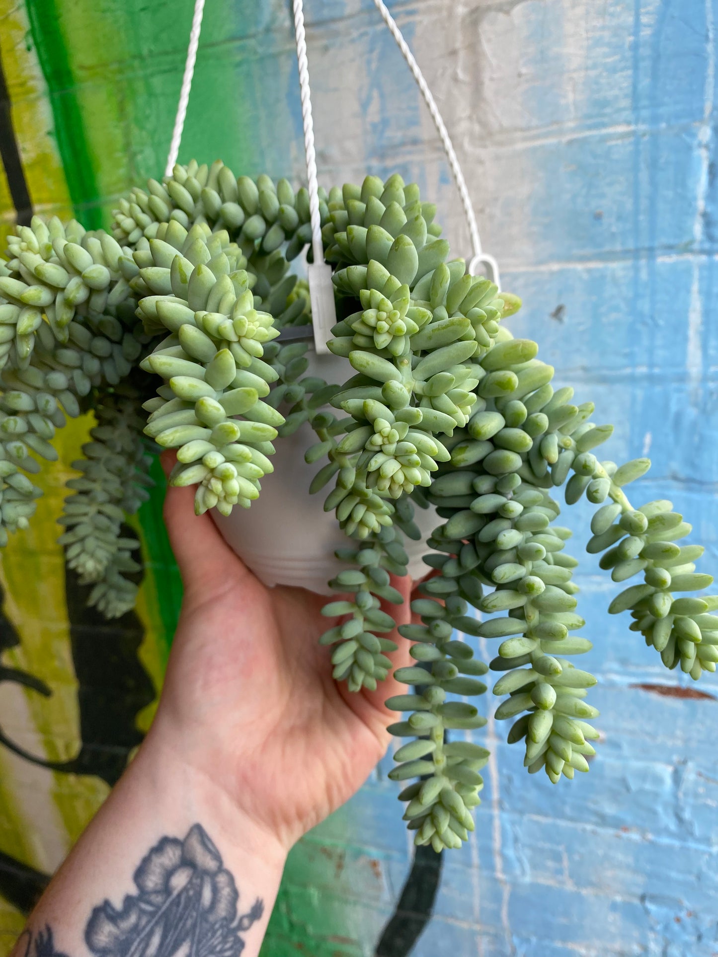 6" Sedum morganium Burrito Hanging Basket