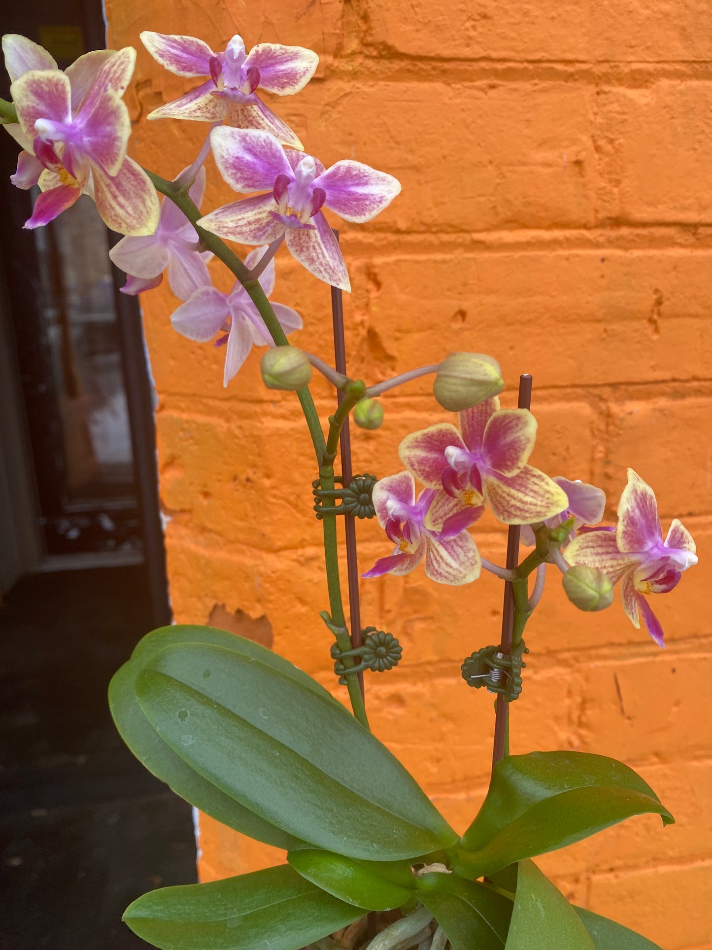 3” Mini Phalaenopsis Orchid Sogo Gotris
