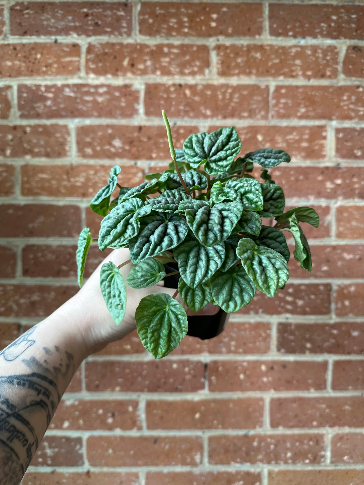 3.5" Peperomia Ripple Green