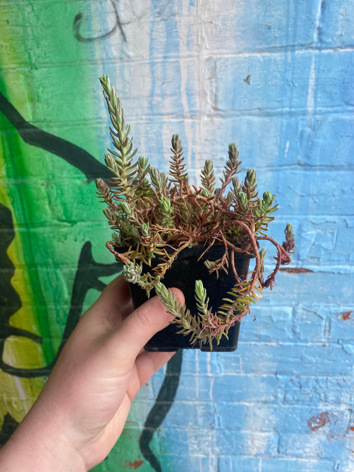 4" Jenny's Stonecrop | Petrosedum rupestre