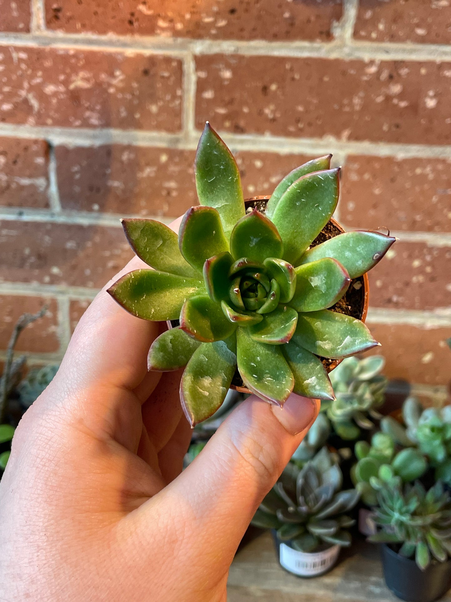 2.5" Echeveria agavoides Frank Reinelt