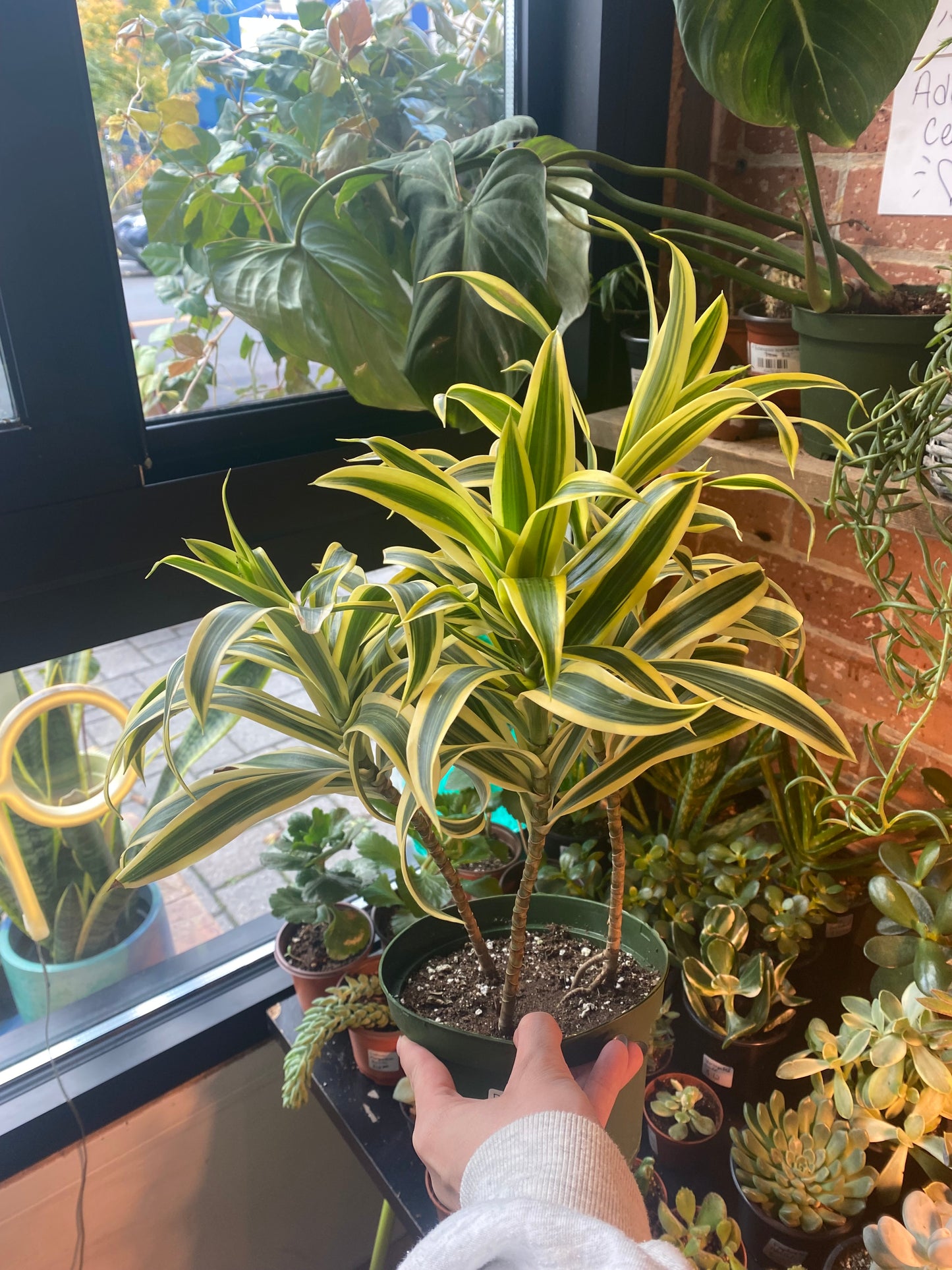 6" Song Of India | Dracaena Reflexa