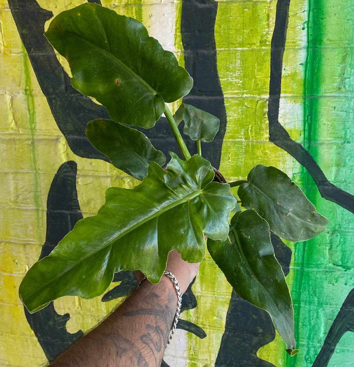 4" Philodendron Bob Cee