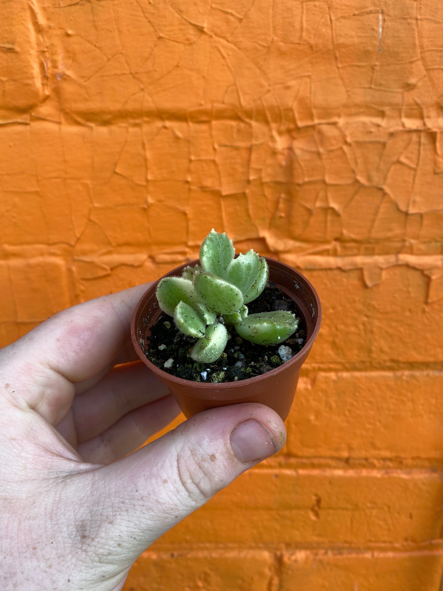 2.5" Cotyledon Tomentosa Albo Variegated | Bear Paw Succulent