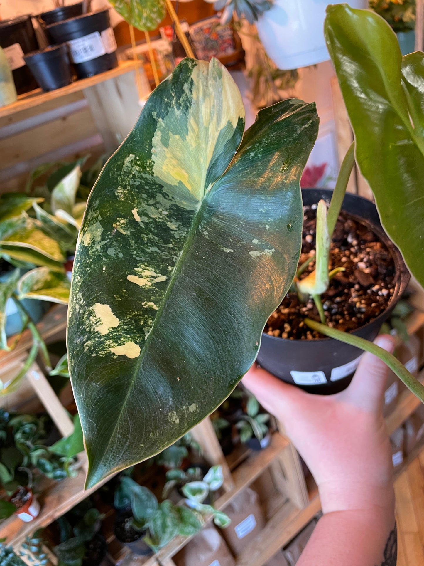 6" Variegated Philodendron Burle Marx
