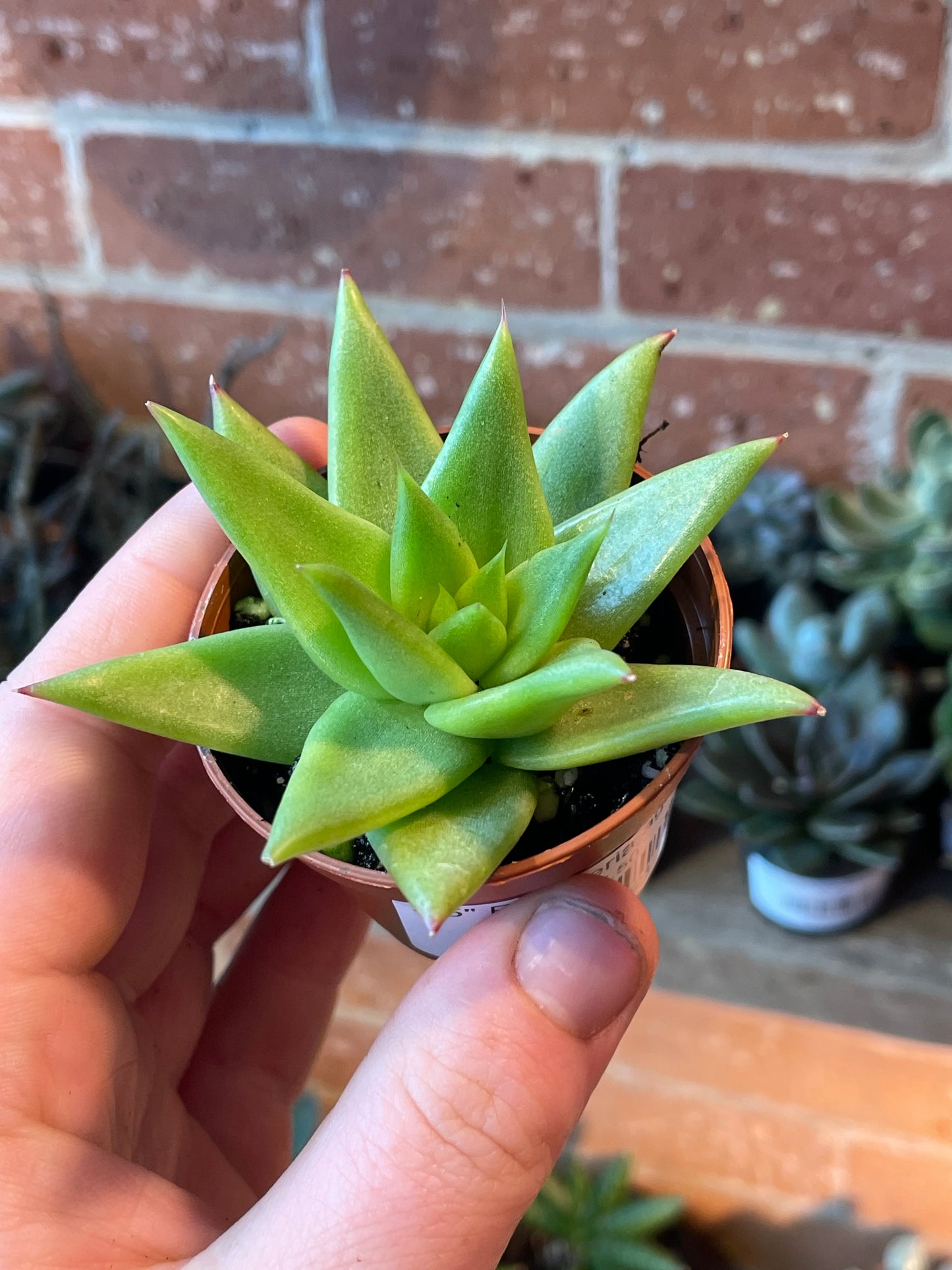 2.5" Echeveria agavoides