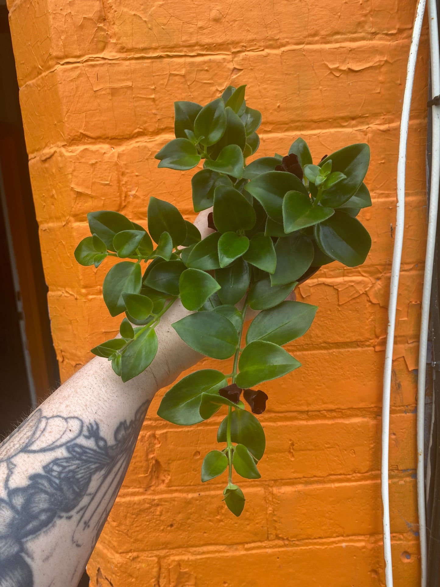 3.5” Aeschynanthus Mona Lisa