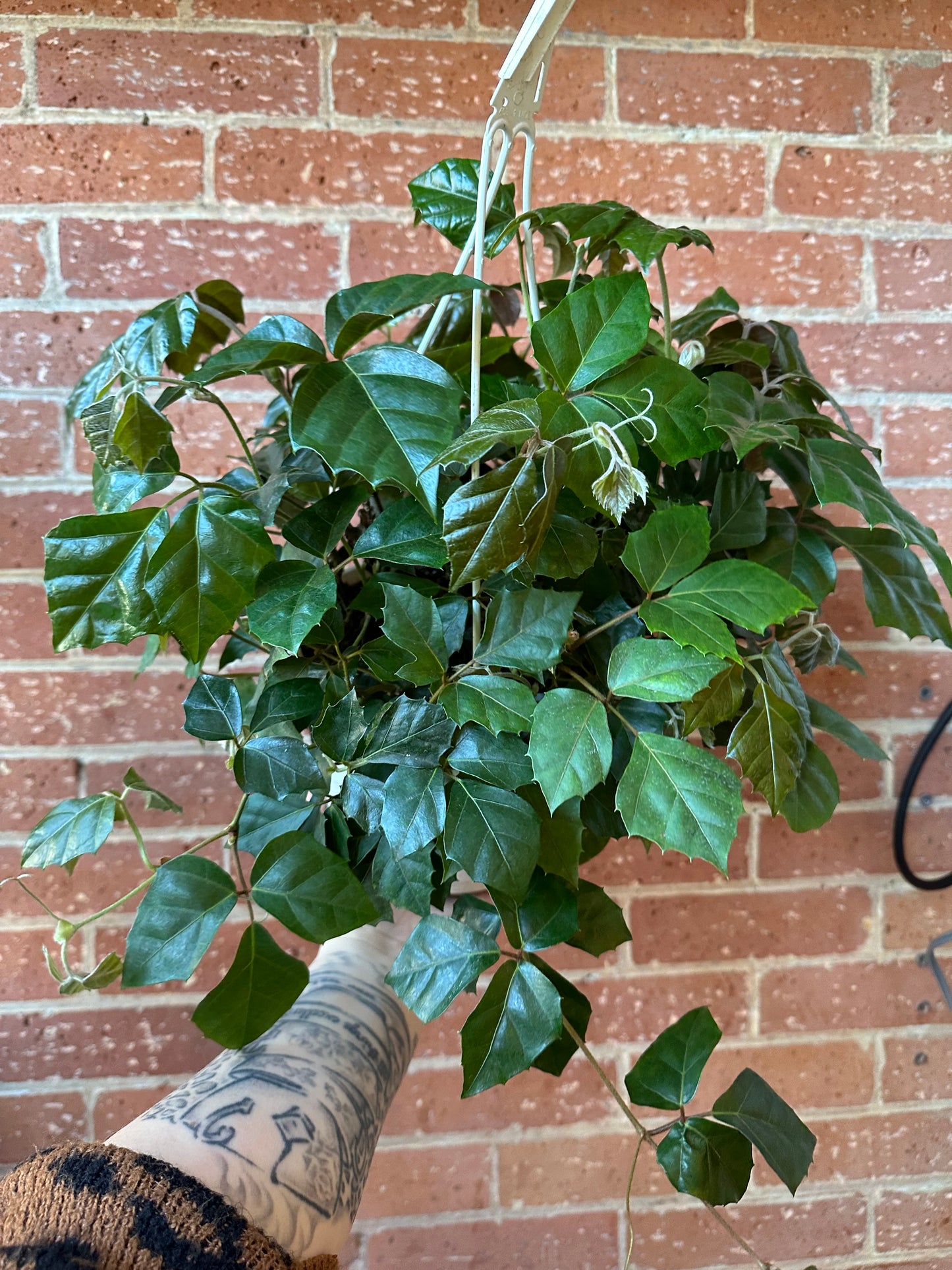 8" Grape Ivy Hanging Basket