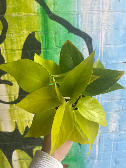 3.5" Pothos Neon