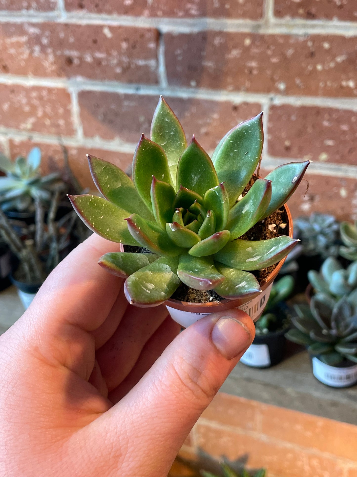 2.5" Echeveria agavoides Frank Reinelt