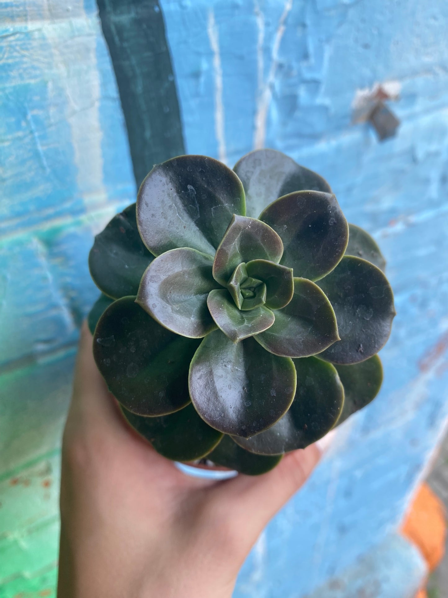 3.5" Echeveria Melaco