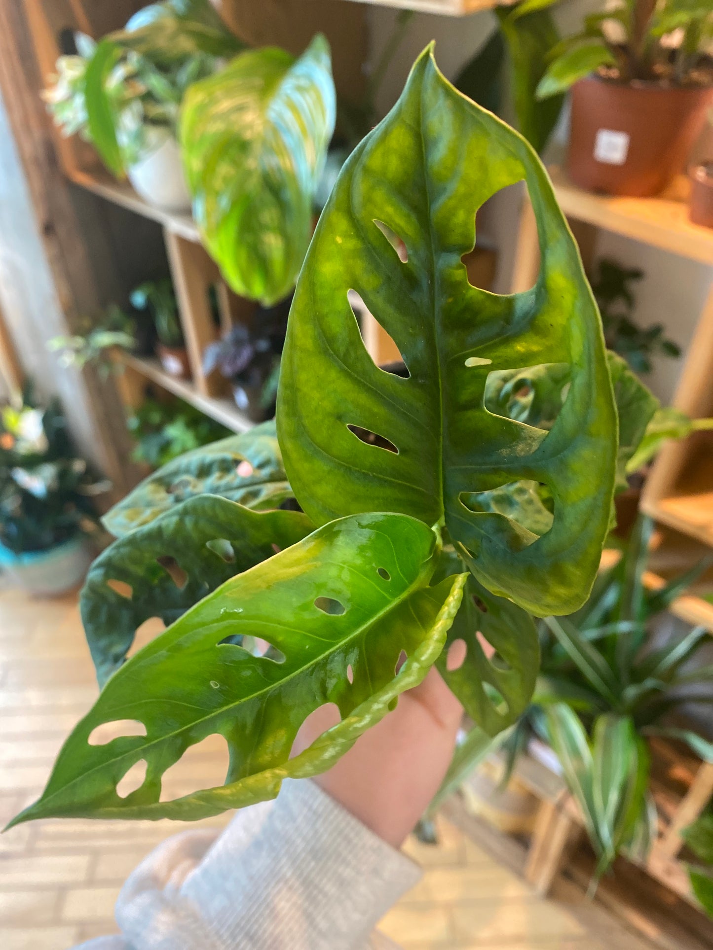 3.5” Monstera Adansonii
